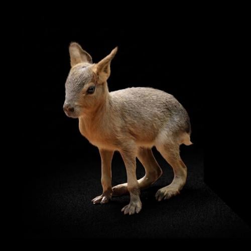 باتاغونيا مارا صغير " أليف " - Patagonian mara