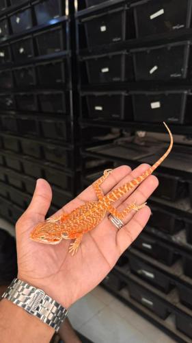 بيردد دراقون - ريد