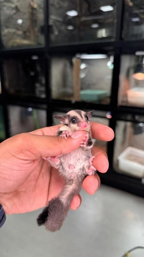 شوقر قلايدر - سنجاب طائر لون كلاسيكي