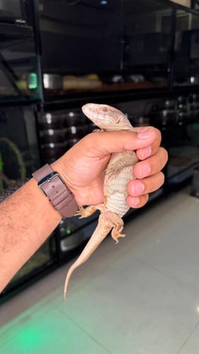 ورل السافانا