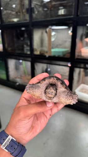 سلحفاة نهاشة - 15سم