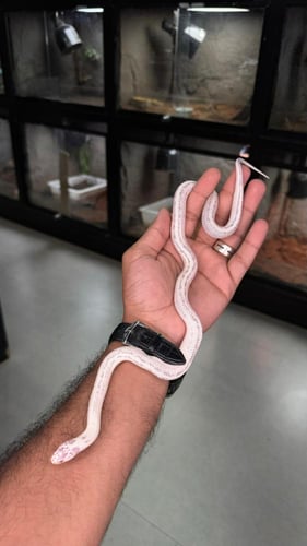 كنق سنيك - كاليفورنيا البينو آبيرنت