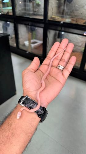 كورن سنيك - التراميل بلود ريد