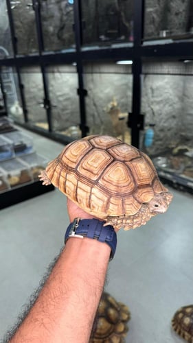 سلحفاة السلكاتا - وسط