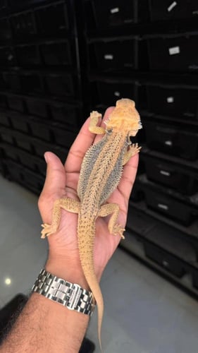 بيردد دراقون - ثندربولت