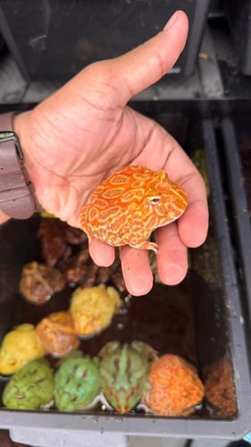 ضفدع باكمان الفراولة / STRAWBERRY PACMAN