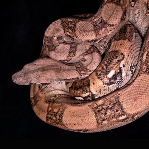 هايبو بوا حجم S - Hypo Poa constrictor