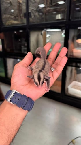 شوقر قلايدر - سنجاب طائر لون كلاسيكي