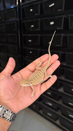 بيردد دراقون - يلو