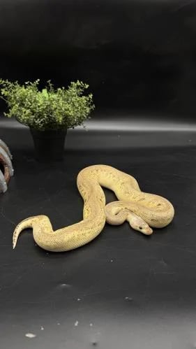 بول بايثون - Black Pasrel Pastel Redstripe Clown