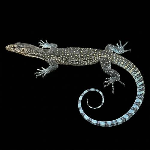 ورل أزرق الذيل - Blue-tailed monitor