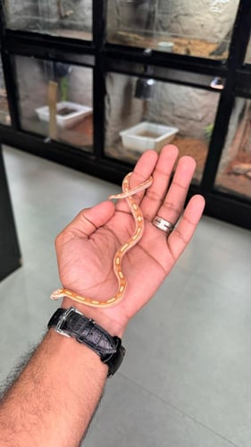 كورن سنيك - بتر موتلي