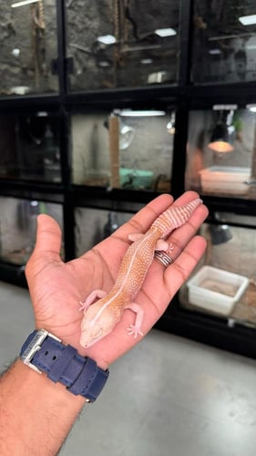 قيكو - أفريكان فات تيل