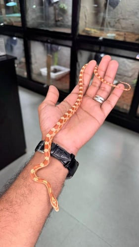 كورن سنيك - بتر