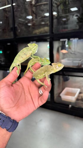 حرباء محجبة