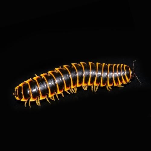 ألفية الأرجل الإفريقية المسطحة - Flat Millipede