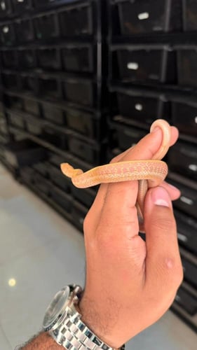 قارتر سنيك - البينو