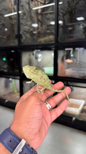 حرباء محجبة