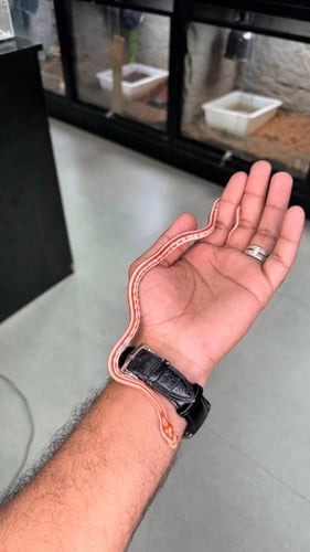 كورن سنيك - اميل تيزيرا اكستريم