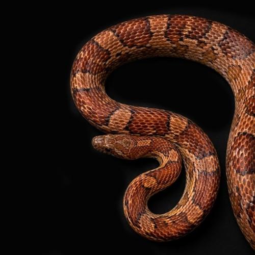 كورن سنيك حجم كبير - L Corn Snake