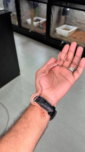 كورن سنيك - اميل تيزيرا اكستريم