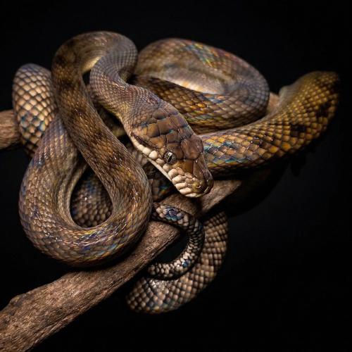 أصلة سكرَب - Scrub Python