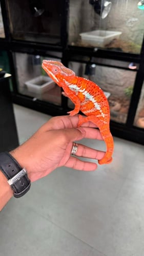 حرباء النمر - بانثر كامليون