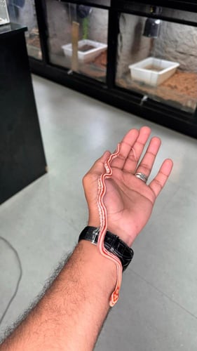 كورن سنيك - اميل تيزيرا اكستريم