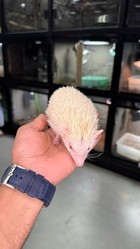 قنفذ البينو