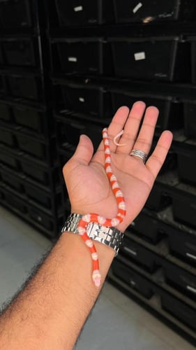 ميلك سنيك - البينو نيلسون