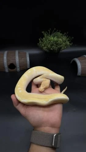 بول بايثون -Albino Clown