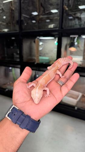 قيكو - أفريكان فات تيل