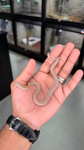 كورن سنيك - قولد دست تيزيرا موتلي