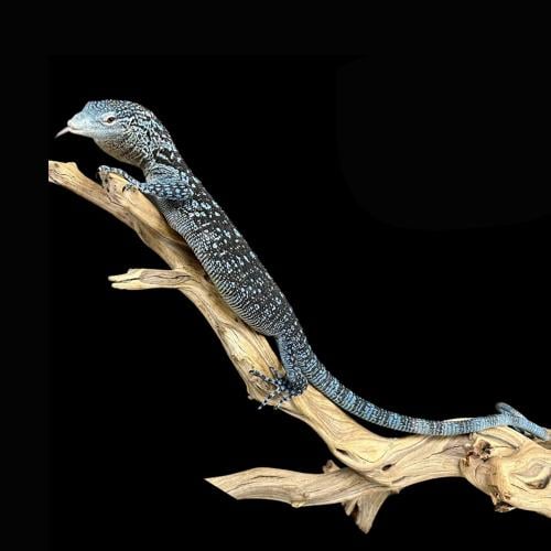 ورل الشجر الأزرق - Blue tree monitor