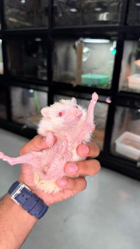 قنفذ البينو