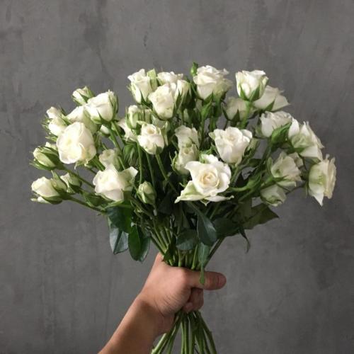 بيبي جوري ابيض