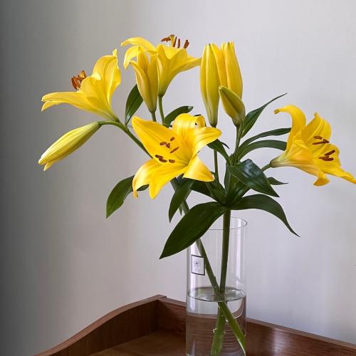 فازة ليليوم اصفر