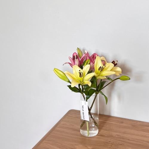 فازة ليليوم طبيعي