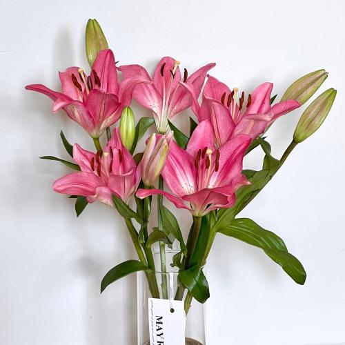 فازة ليليوم طبيعي