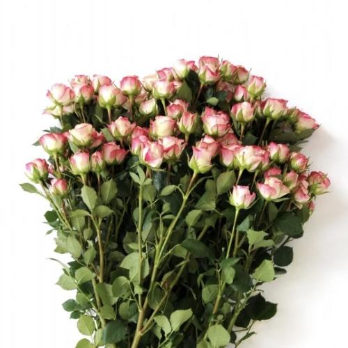 بيبي جوري ابيض مع وردي