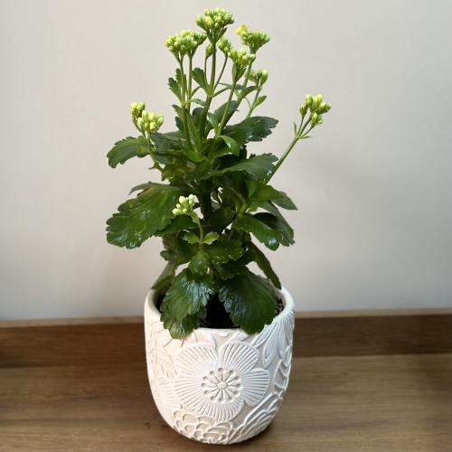 نبتة Kalanchoe blossfeldiana كالانشو