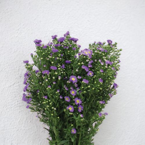 آستر بنفسجي