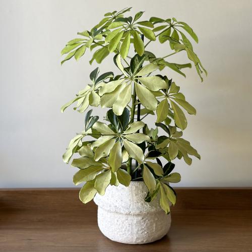 شيفليرا (Schefflera arboricola)