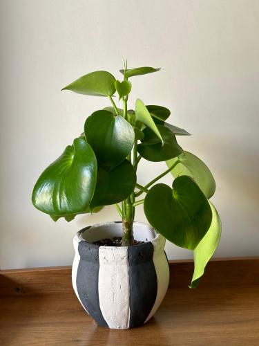 نبتة ببروميا قطرة المطر