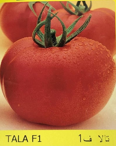 طماطم تالا F1