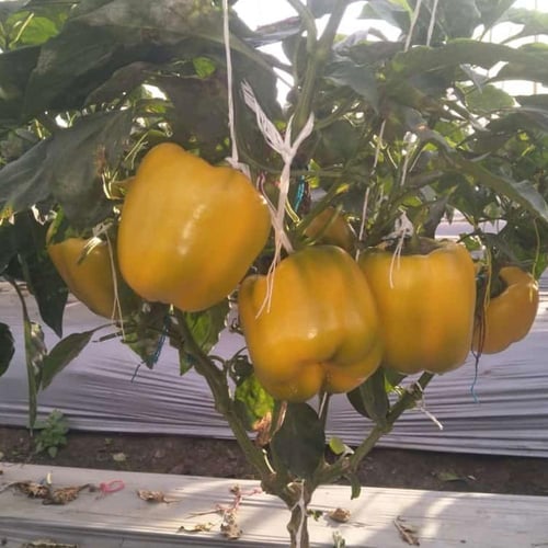 فلفل يلو وندر F1