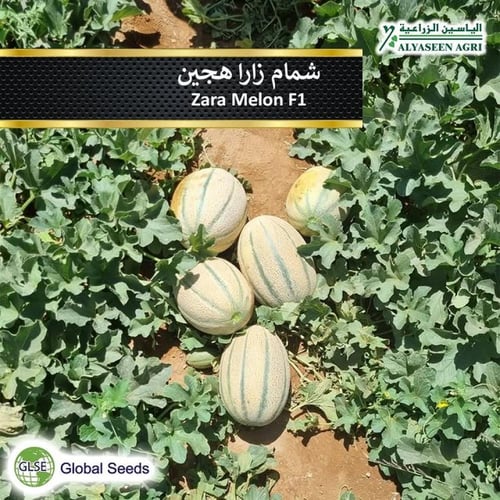 شمام زارا F1