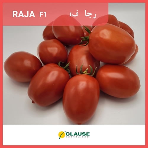 طماطم راجا F1