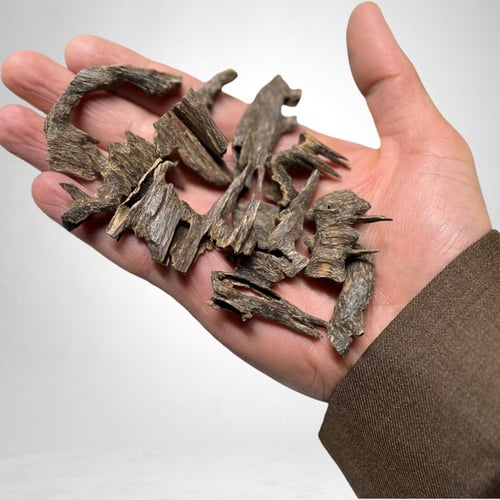 موري اكسترا رويال (هندي)