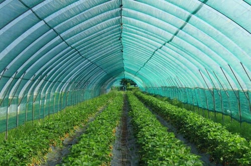 شبك الجزيره 3x50 متر 60 % 240 جرام